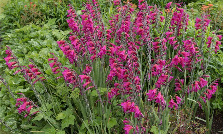 Image 1: Bright Magenta Gladiolus 15 Bulbs