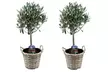 2x winterharter Olivenbaum, optional mit Korb - Second Medium