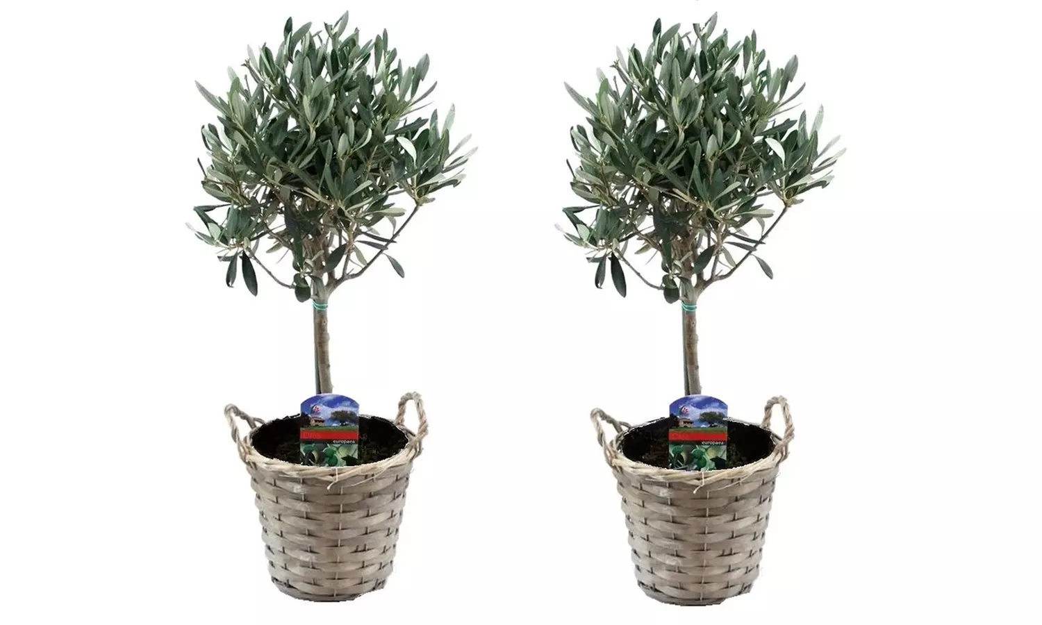 2x winterharter Olivenbaum, optional mit Korb