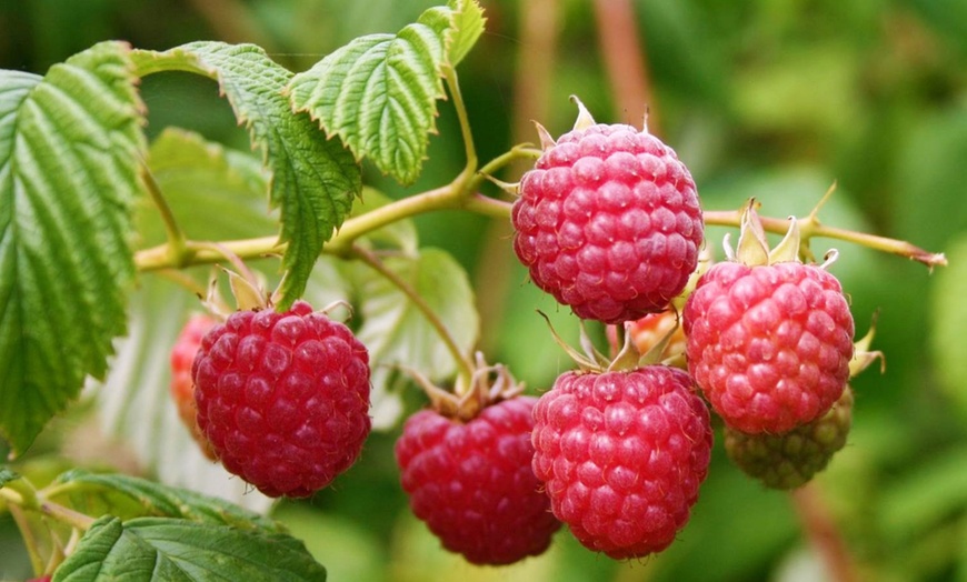 Image 2: 3 ou 6 plants de framboisier "Rubus Ideaus" 25-40 cm