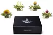 Creano's Tealini Teeblüten Geschenkset ​(bis zu 2,00€/Stk.) - Second Medium