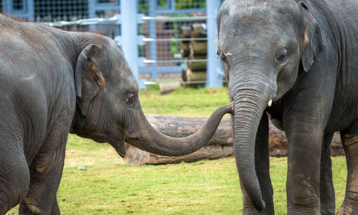 the-houston-zoo-in-houston-tx-groupon