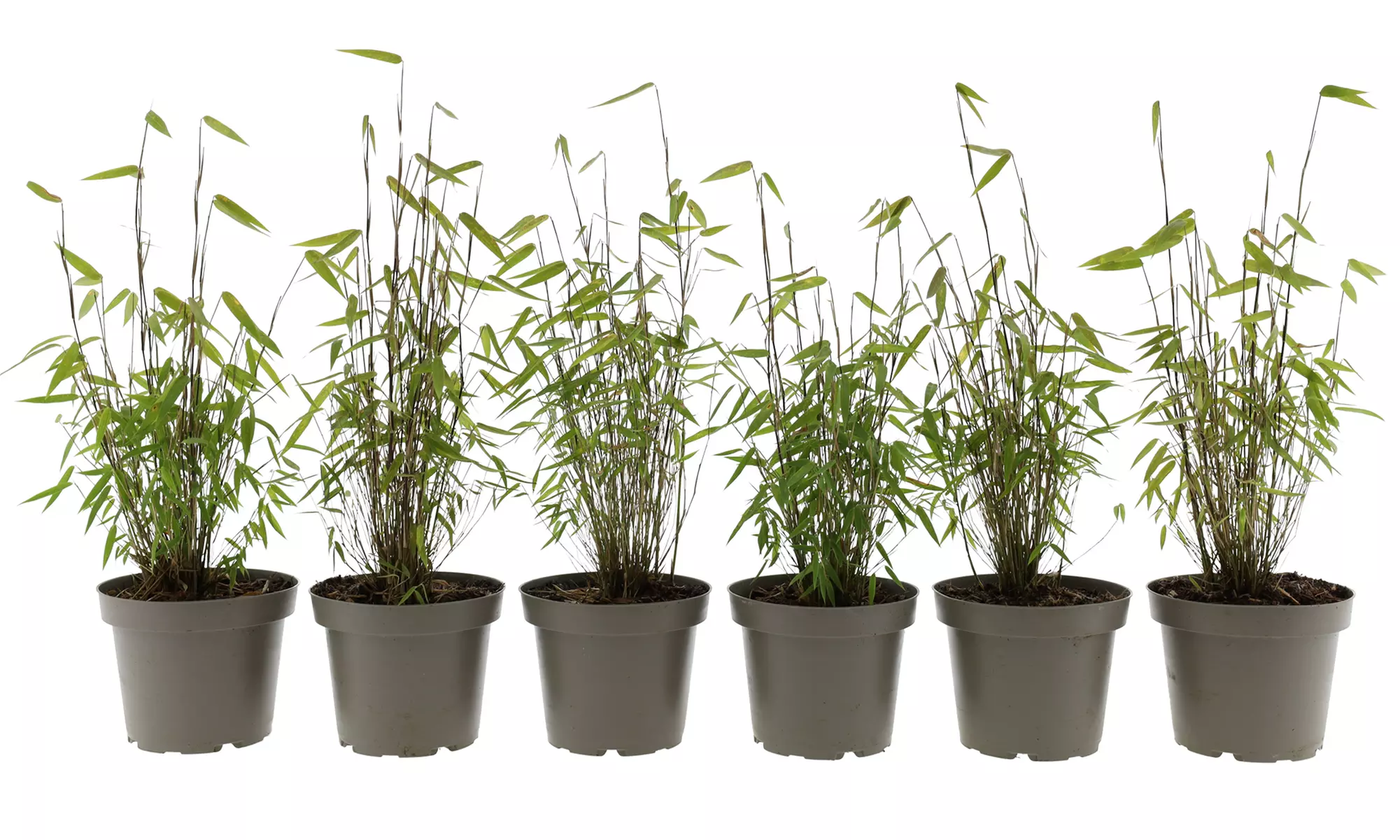 3x - 6x GARDENZO Bambus Asian Wonder, Rufa oder Red Dragon