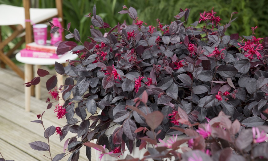 Image 4: Loropetalum Ever Red Plant