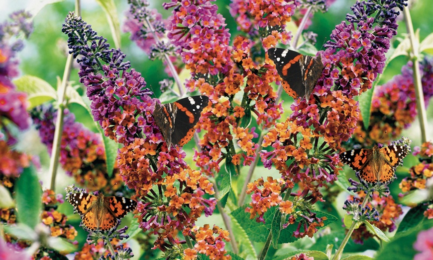 Image 1: Buddleia 'Flower Power' Pot