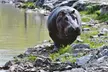 Admission for 2, 3, or 4 Guests to Safari Niagara  (Up to 31% Off) - Second Medium