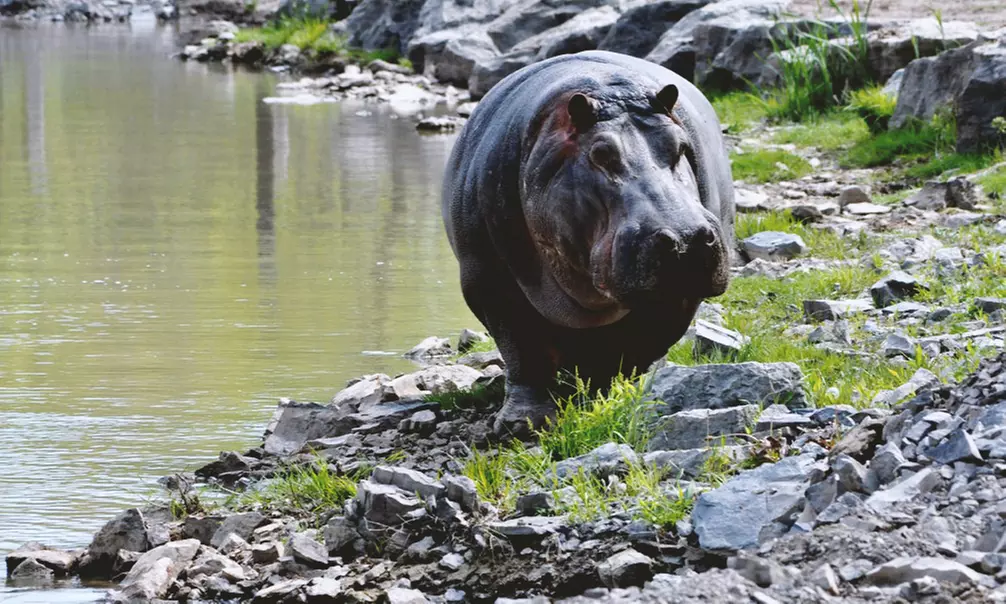 Admission to Safari Niagara (Up to 31% Off)