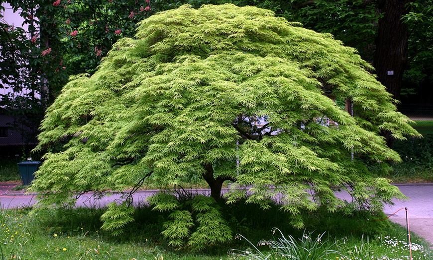 Image 5: Large Japanese Weeping Maples