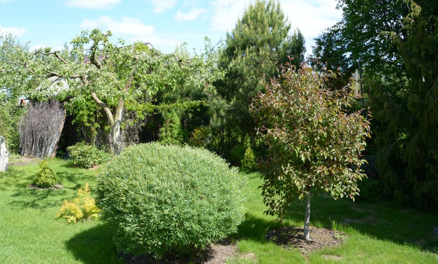 Image 1: One or Two Salix purpurea Nana Potted Plants