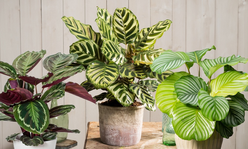 Image 1: Plante "Calathea"