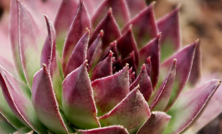 Image 5: 10 plantes Sempervivum