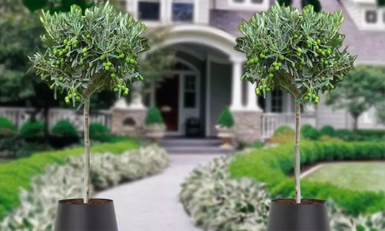 1x oder 2x winterharter Olivenbaum