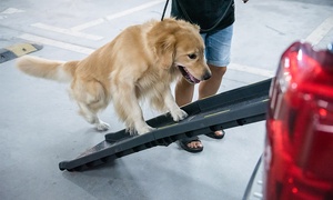 Portable Foldable Ramp for Dogs