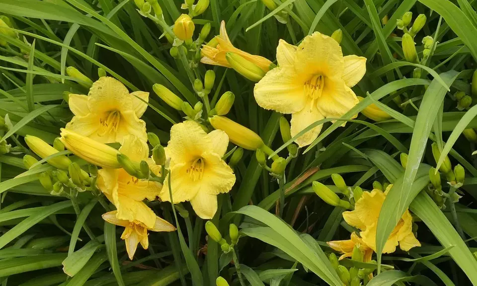 Pre-Order: Stella D'Oro French Daylily Bare Root Plants (6-, 9-, or 12-Pack with Planter) - Primary Image