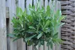 One or Two Standard Bay Tree Twisted Stem Potted Plants - Image 2