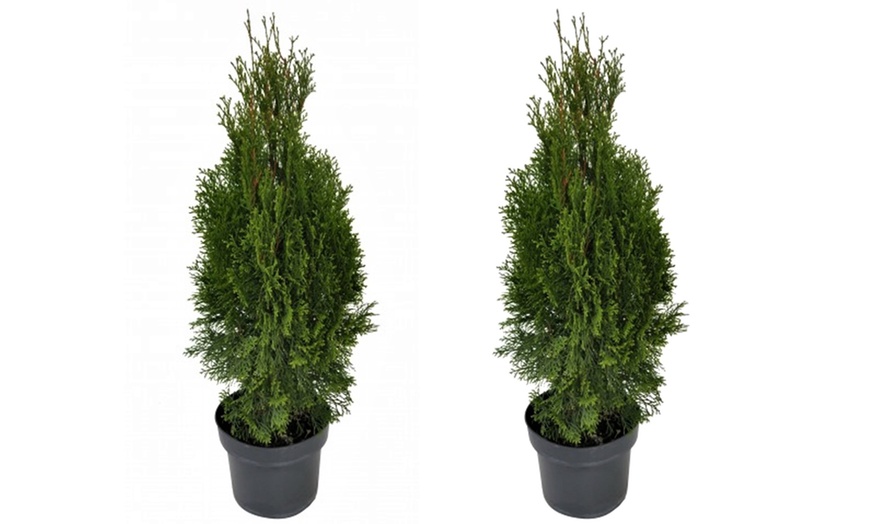 Image 4: Thuja Smaragd Hedging Plant