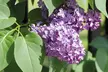 One (£19.99) or Two (£27.99) Dwarf Lilac Trees with Optional Purple Patio Pot With Free Delivery (Up to 42% Off) - Second Medium