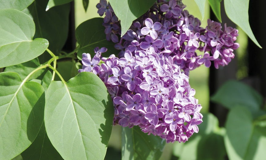 Image 3: Dwarf Lilac Standard Tree 