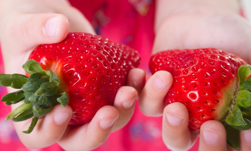 Image 1: Strawberry Sweet Colossus Plants