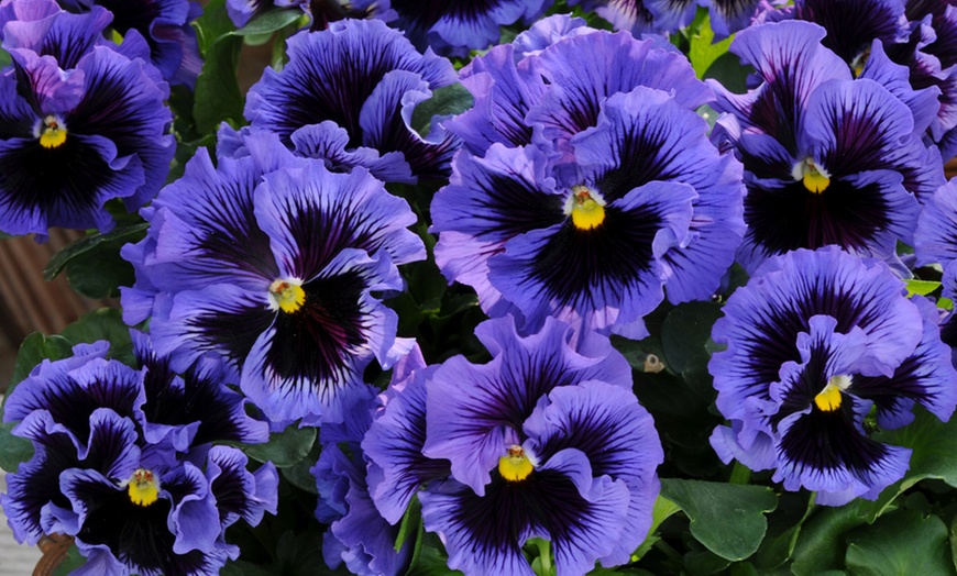 Image 2: 12 or 24 Scented Pansy Frizzle Sizzle Mix Plants with 50g Plant Food