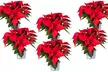 Set van 3 of 6 kerstster-planten, verkrijgbaar in wit en rood - Image 7