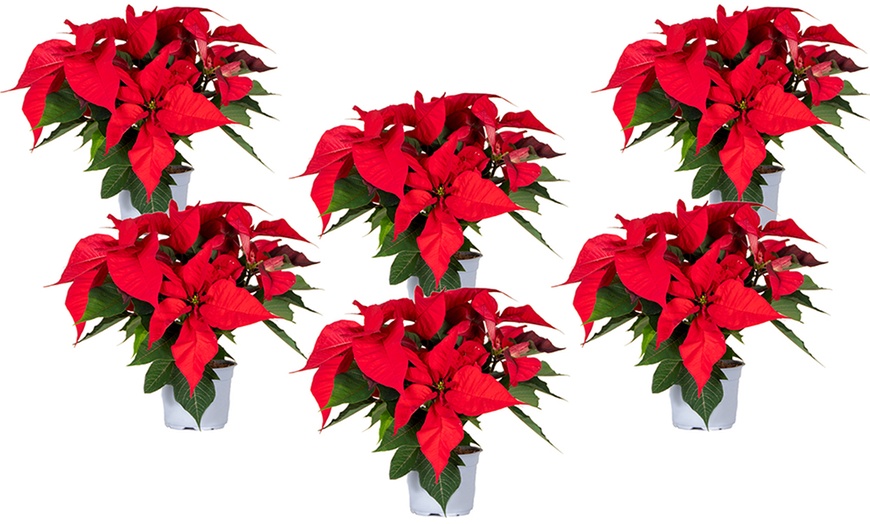 Image 7: Set van 3 of 6 kerstster-planten