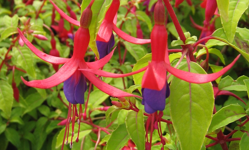 Image 3: Fabulous Hardy Fuchsia Collection - 1 or 5 plants