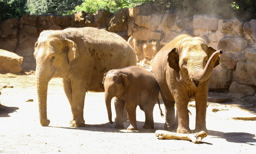 Image 1: Eintritt „Leuchtendes Winterland“ für den Zoo Osnabrück für 2 Personen