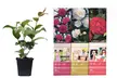 3 o 6 piante di Camelia Japonica o rosa giapponese, disponibili in 3 colori - Image 2