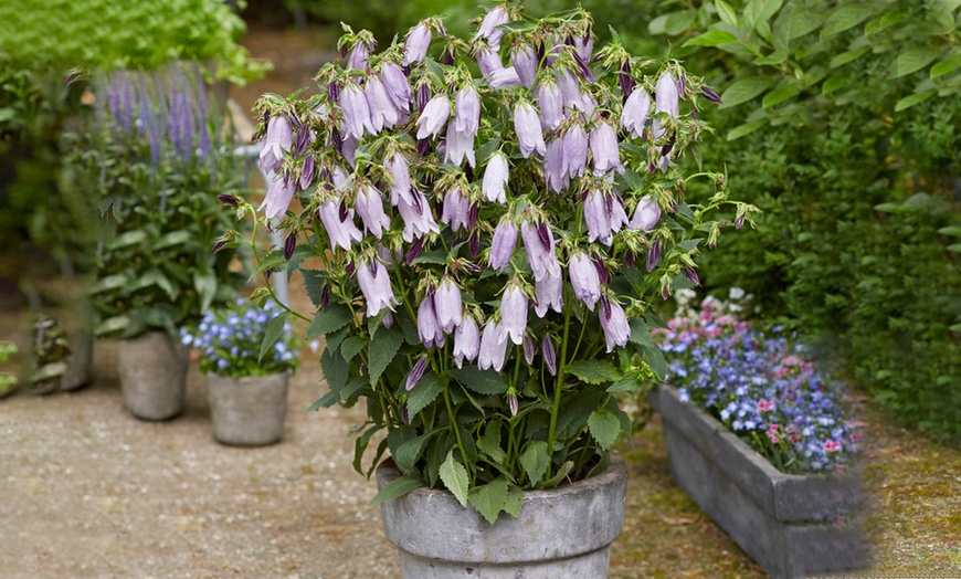 Image 1: Campanula Country Bells