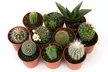 Mini Cactus Collection- Three, Five or Ten Plants - Second Medium