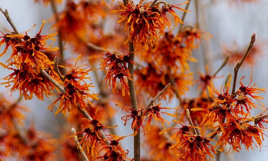 Image 1: Witch Hazel Shrub