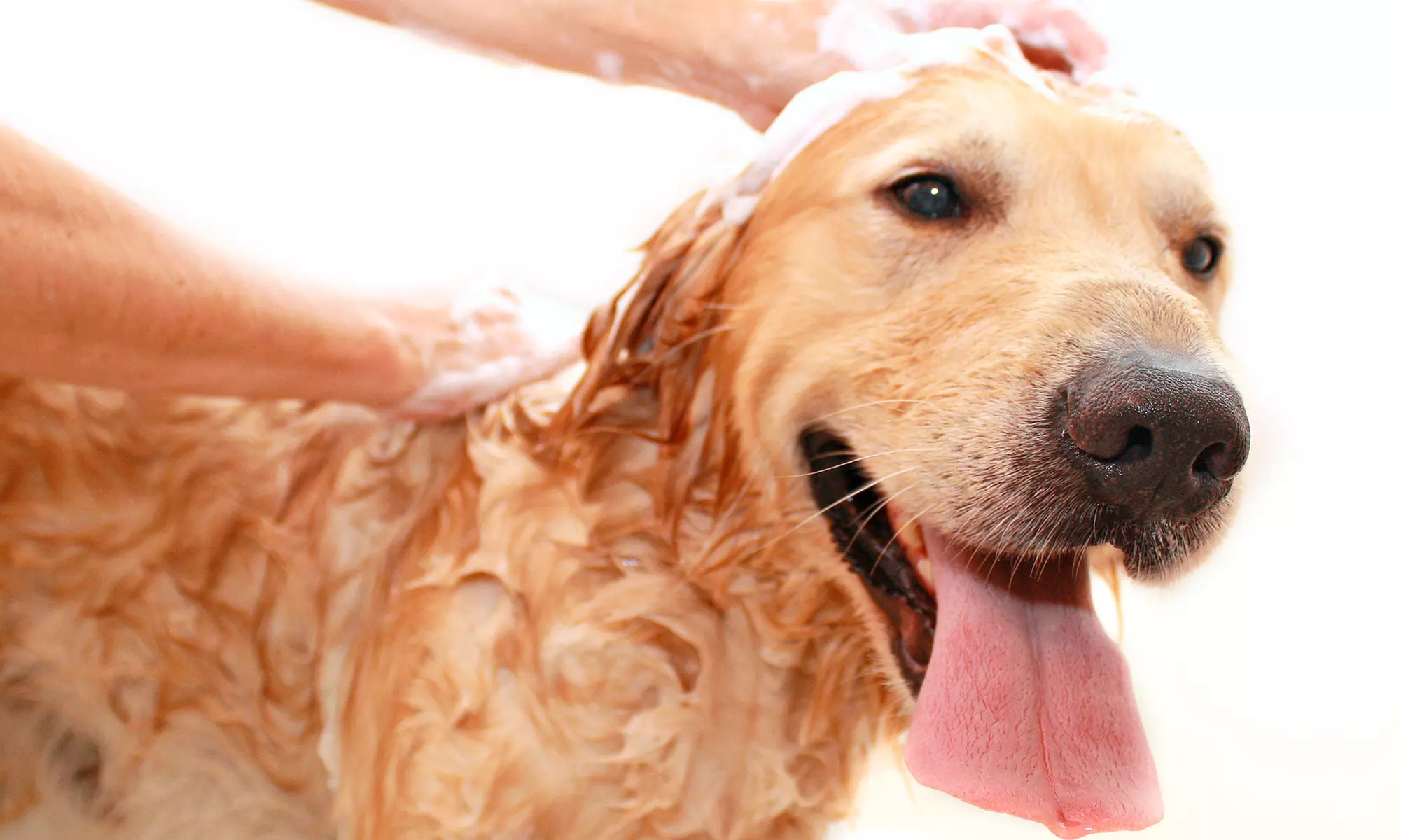 Up to 39% Off on Pet - Grooming / Salon at Fluff Bar - Primary Image