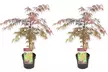 1x oder 2x Dunkelroter Schlitzahorn (Acer palmatum) 'Garnet' - Second Medium