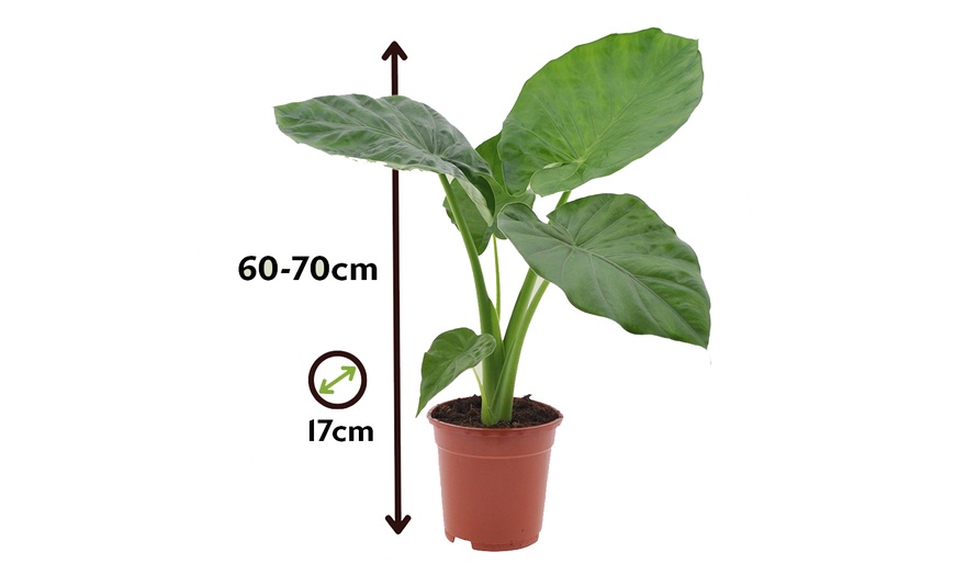 Image 7: Plantas Alocasia Macrorrhiza de hojas tropicales de Rootz