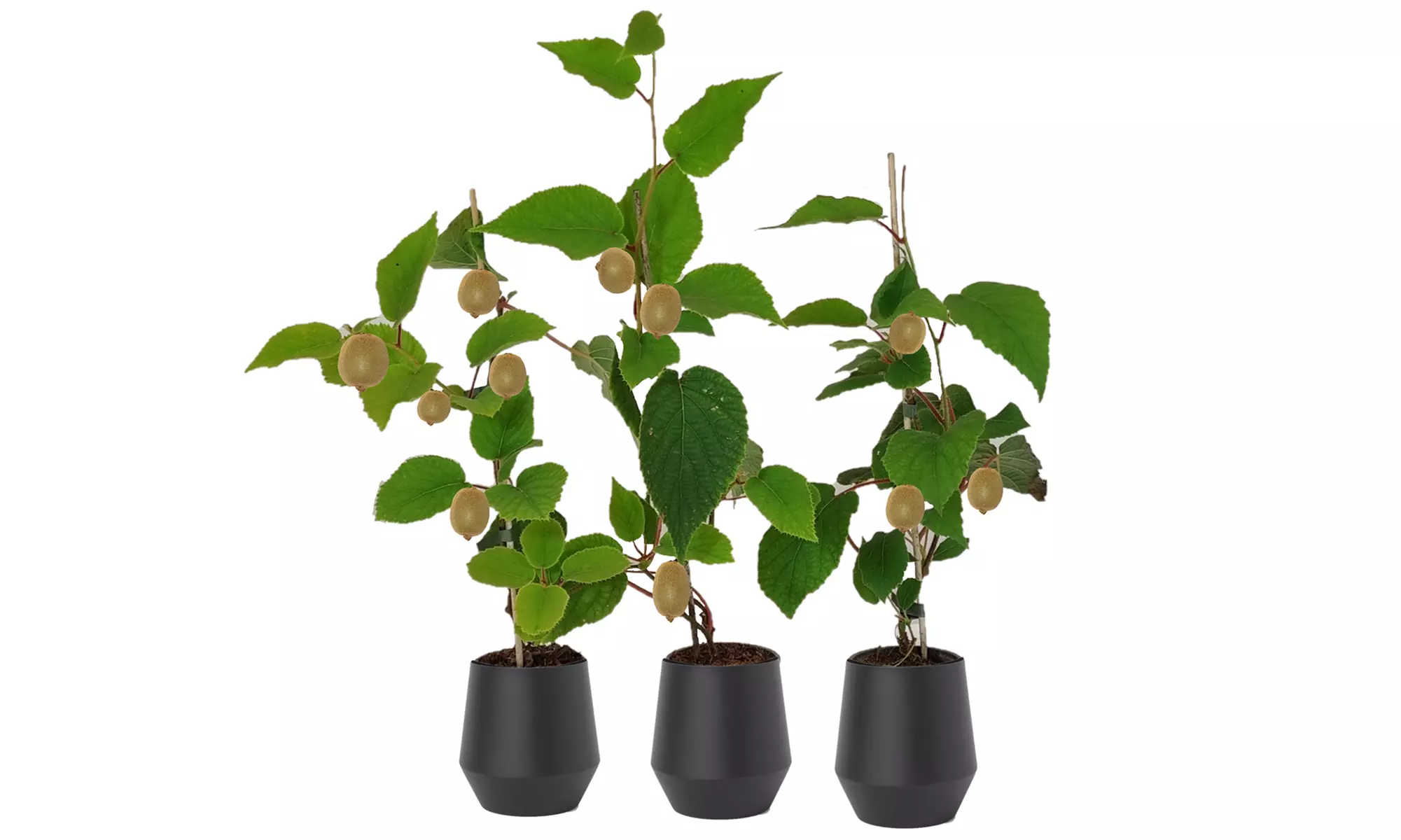 3 o 6 piante di Kiwi Actinidia deliciosa Jenny