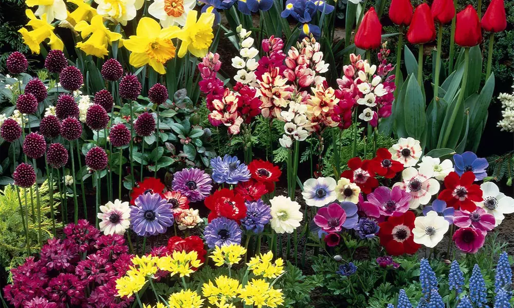 Collection de 100 ou 200 bulbes de fleurs estivales, mélange de 4 variétés, dès 7,90€ (jusqu'à 79% de réduction) - Primary Image