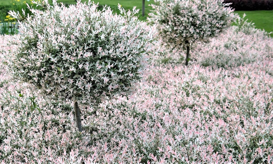 Image 4: Two Rootz Salix Flamingo Potted Plants