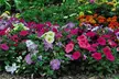 Petunia 'Frenzy Mixed' -24, 42 or 60 Plants - Image 4