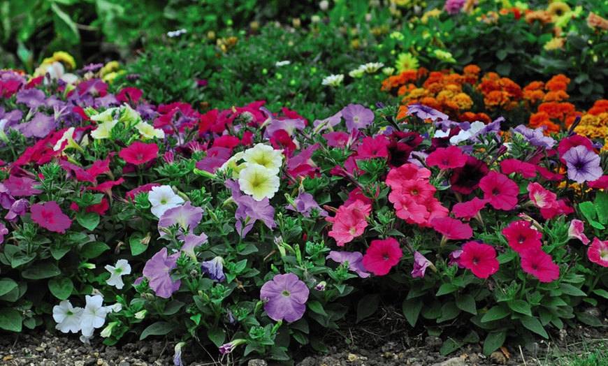 Image 3: 24, 36 or 72 Petunia Frenzy Mixed Plug Plants