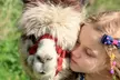 Enjoy a family day out at Bridge End Alpacas! Pet and feed friendly alpacas with up to 
50% .Fun for all ages - Image 7
