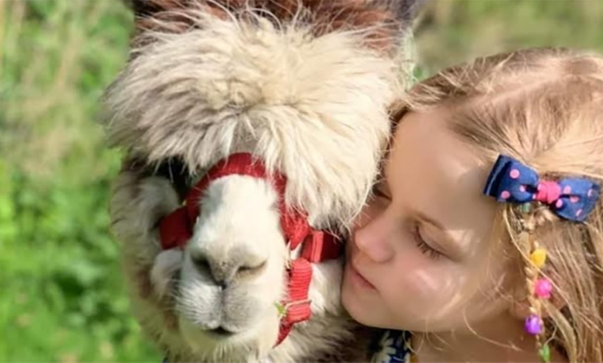 Image 7: Enjoy a Fun Farm Walk and Alpaca Meet for One, Two, or Four People