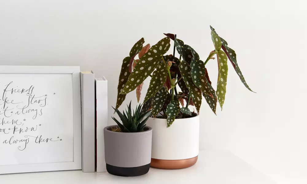 Mixed Easy Care Houseplants