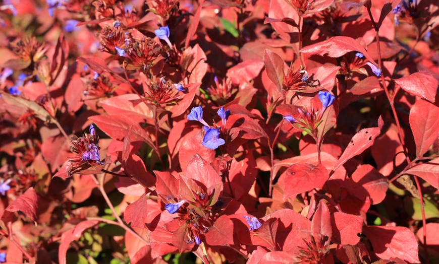 Image 4: Ceratostigma 'Forest Blue' - 1, 2 or 3 Potted Plants