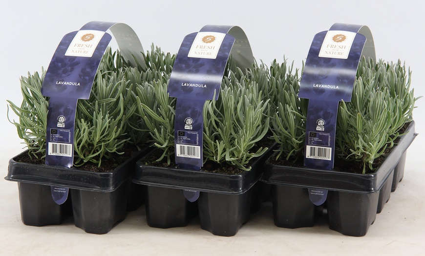 Image 2: Set of Lavender Plants