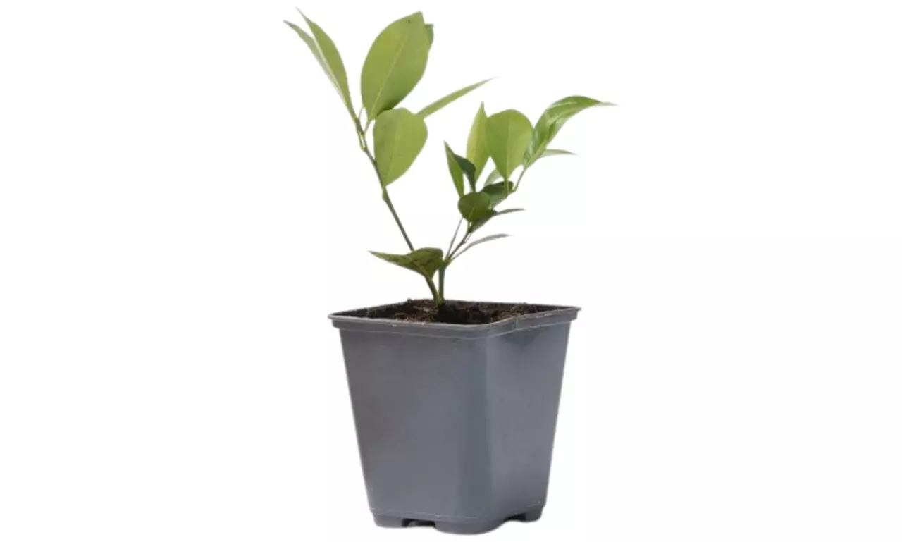 4er-Set Zitrus-Mix-Pflanzen - Second Medium