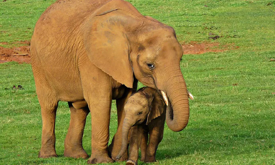 Parque de la Naturaleza de Cabárceno: entrada de 1 día para adultos y niños al parque y a la telecabina - Primary Image