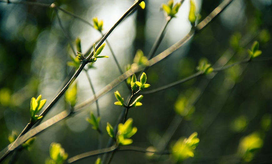 Image 2: Formation en naturopathie