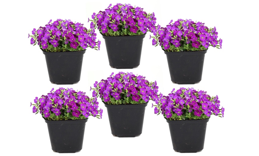 Image 5: Set van 3 of 6 'Hamburger Stadtpark' aubriètes