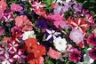 Petunia 'Frenzy Mixed' -24, 42 or 60 Plants - Image 3